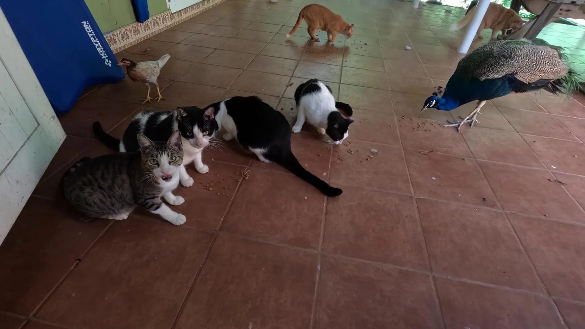 *** Guest house Isla Hermosa Guesthouse Vieques Puerto Rico